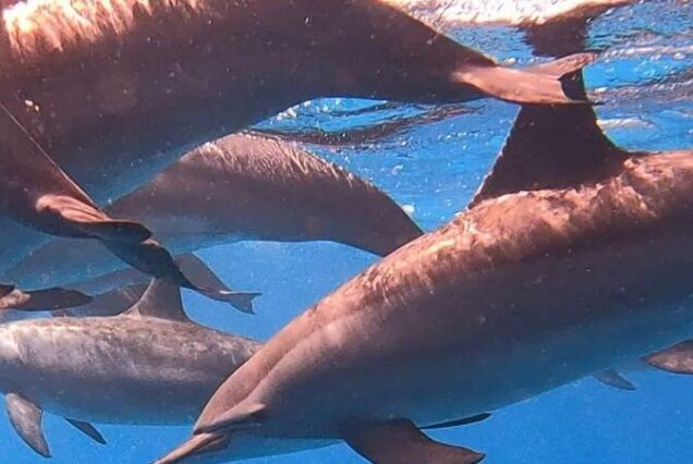 Sataya Dolphin House Marsa Alam Trip