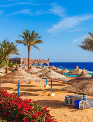 Sunny resort beach with palm tree at the coast shore of Red Sea in Sharm el Sheikh, Sinai, Egypt, Asia in summer hot. Bright sunny light