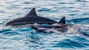 Top 10 Unforgettable Things to Do in Marsa Alam: The Ultimate Adventure Travel Guide 3 Things to Do in Marsa Alam