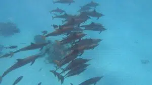 Un'Avventura Unica: Gita alla Casa dei Delfini Sataya Marsa Alam 1 Sataya Dolphin House Marsa Alam Trip