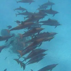 Sataya Dolphin House Marsa Alam Trip