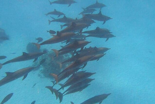 Sataya Dolphin House Marsa Alam Trip