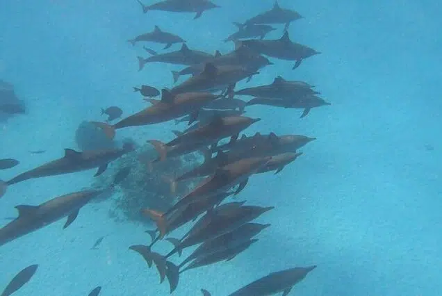 Sataya Dolphin House Marsa Alam Trip