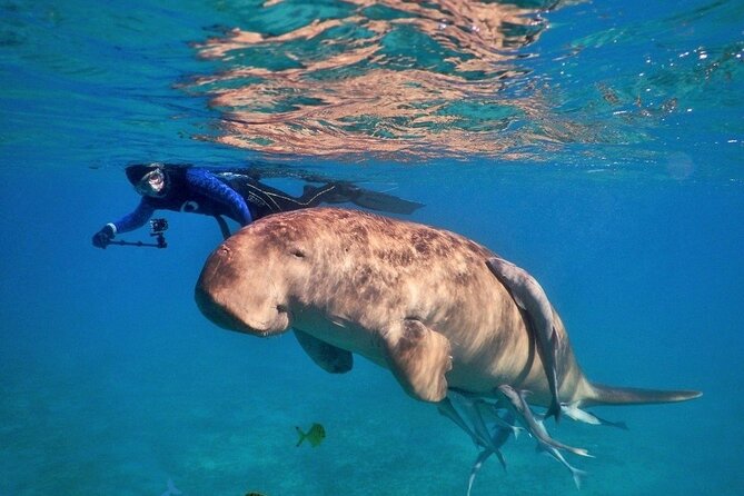 A diver exploring Abu Dabbab’s coral reefs with sea turtles and colorful fish.