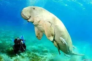 Top 10 Unforgettable Things to Do in Marsa Alam: The Ultimate Adventure Travel Guide 5 Gita di snorkeling Abu Dabab Marsa Alam