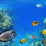 snorkeling adventure at Sharm El Luli and El Qulaan