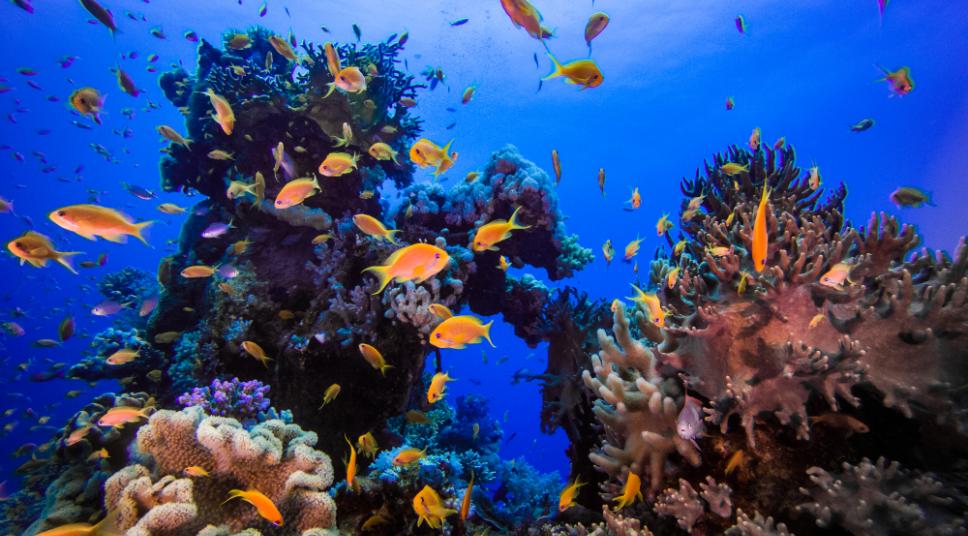 Marsa Mubarak: An Underwater Oasis