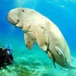 Explore the Best House Reef Marsa Alam for incredible snorkeling and diving straight from your resort beach.