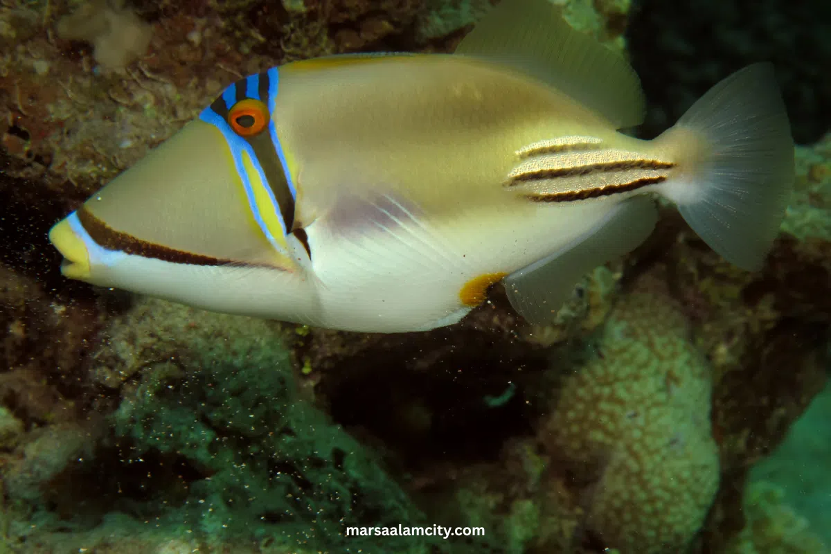 Top Fish in the Red Sea for Snorkeling and Diving Adventures 4 Picasso Triggerfish - Assasi Trigger