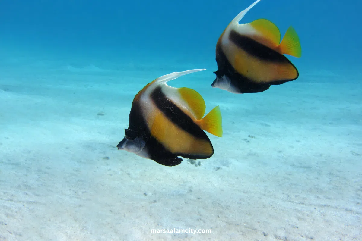 Top Fish in the Red Sea for Snorkeling and Diving Adventures 3 fish in the red sea