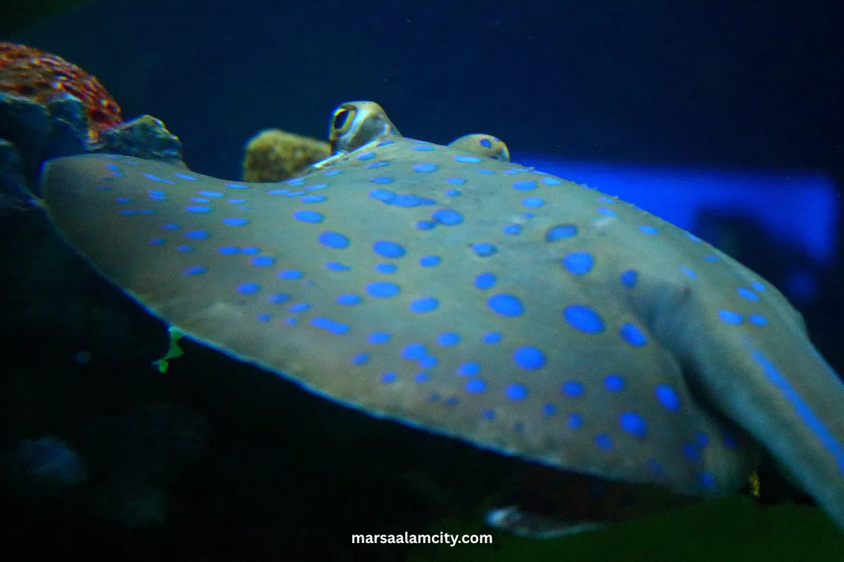 Top Fish in the Red Sea for Snorkeling and Diving Adventures 8 Blue Spotted Stingrays