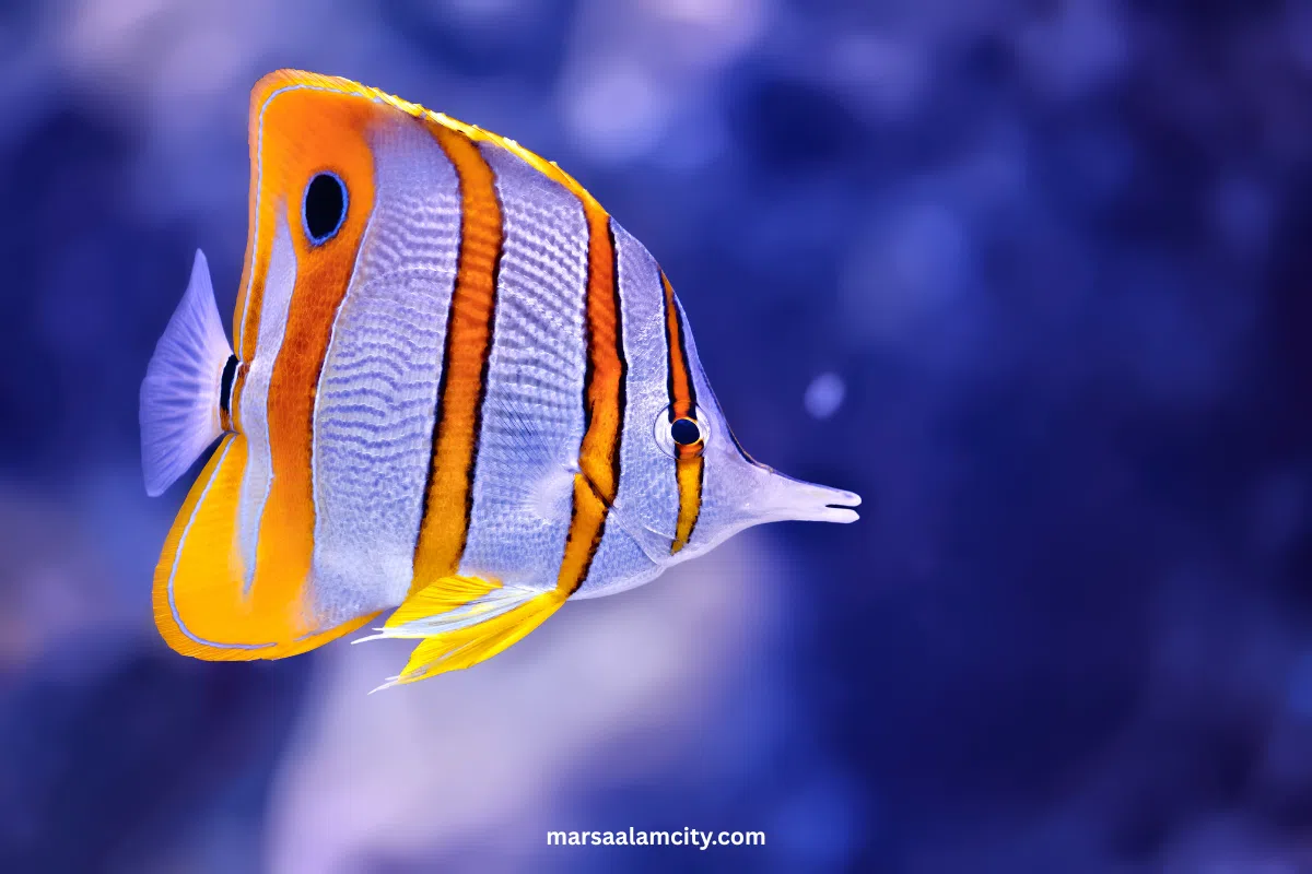 Top Fish in the Red Sea for Snorkeling and Diving Adventures 5 Butterflyfish