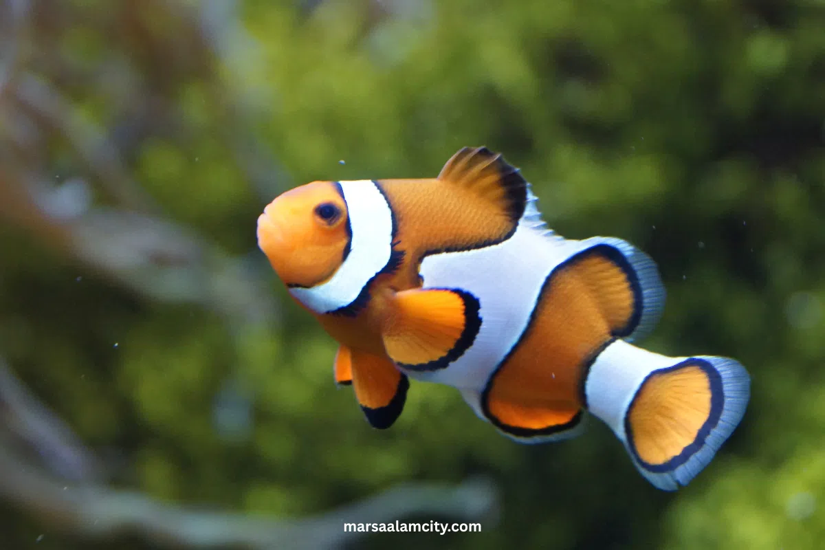 Top Fish in the Red Sea for Snorkeling and Diving Adventures 2 fish in the red sea