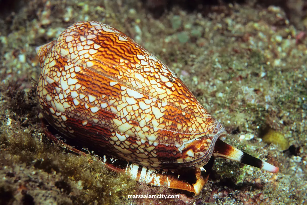 Red Sea Animals: Amazing Marine Life to Discover 6 Cone Shells