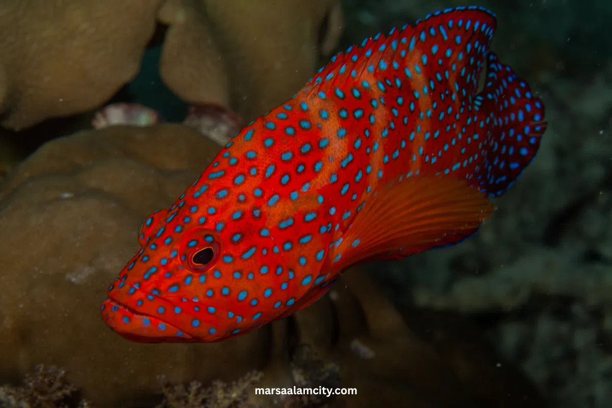 Top Fish in the Red Sea for Snorkeling and Diving Adventures 10 Coral Grouper