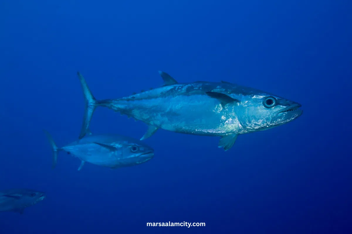 Top Fish in the Red Sea for Snorkeling and Diving Adventures 14 DOGTOOTH TUNA