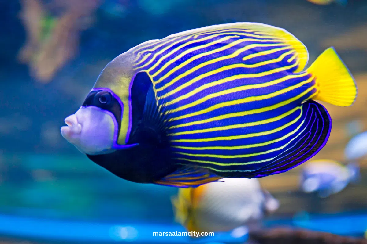 Top Fish in the Red Sea for Snorkeling and Diving Adventures 9 Emperor Angelfish