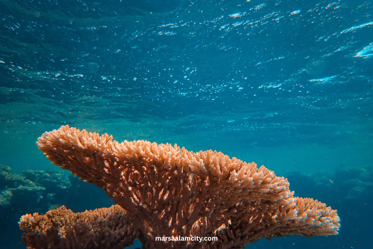 Red Sea Animals: Amazing Marine Life to Discover 7 Fire Coral