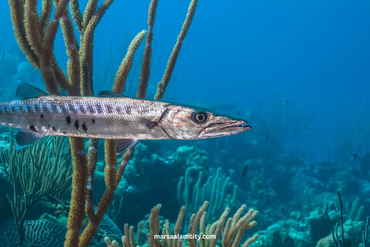 Top Fish in the Red Sea for Snorkeling and Diving Adventures 13 Great Barracuda