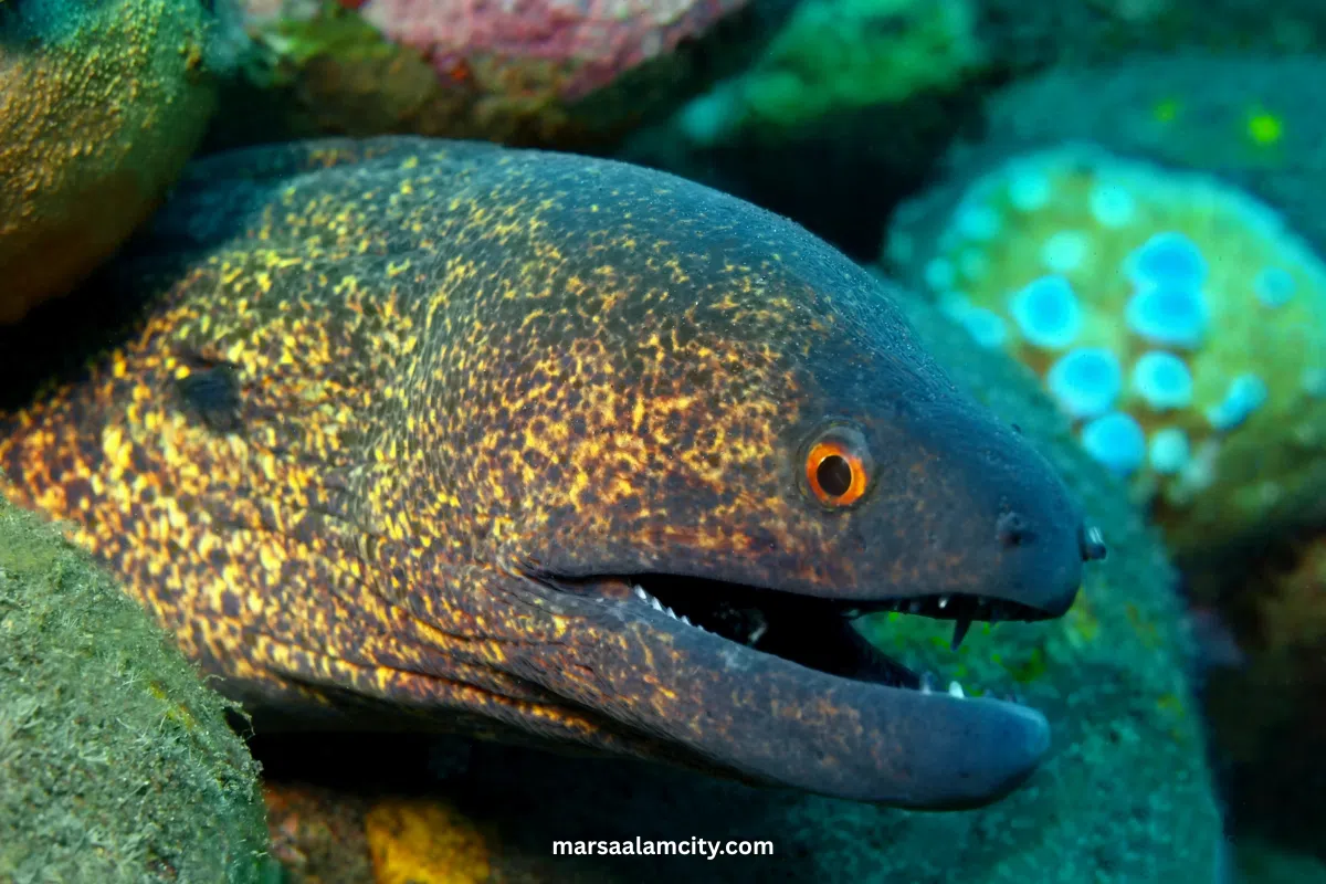 Top Fish in the Red Sea for Snorkeling and Diving Adventures 12 Grey Moray Eel