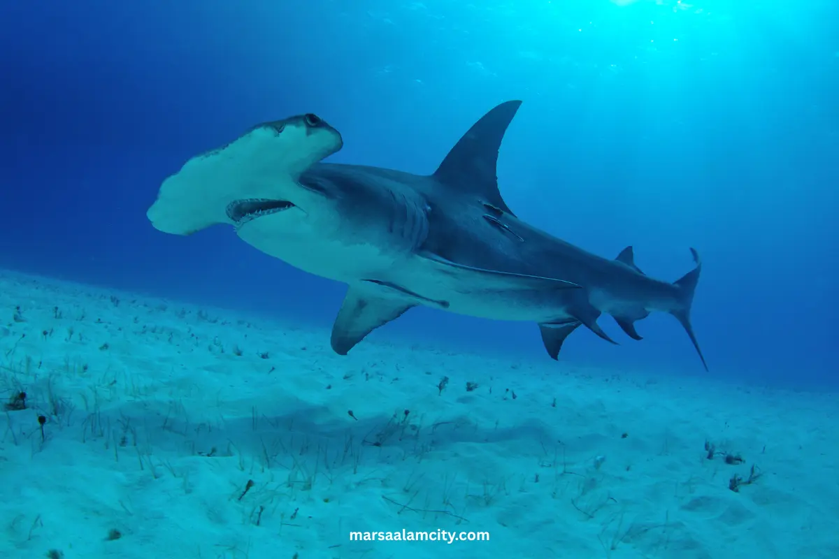 The Most 7 dangerous sharks in the Red Sea 3 Hammerhead shark