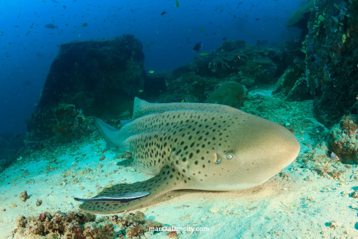 The Most 7 dangerous sharks in the Red Sea 7 Leopard sharks