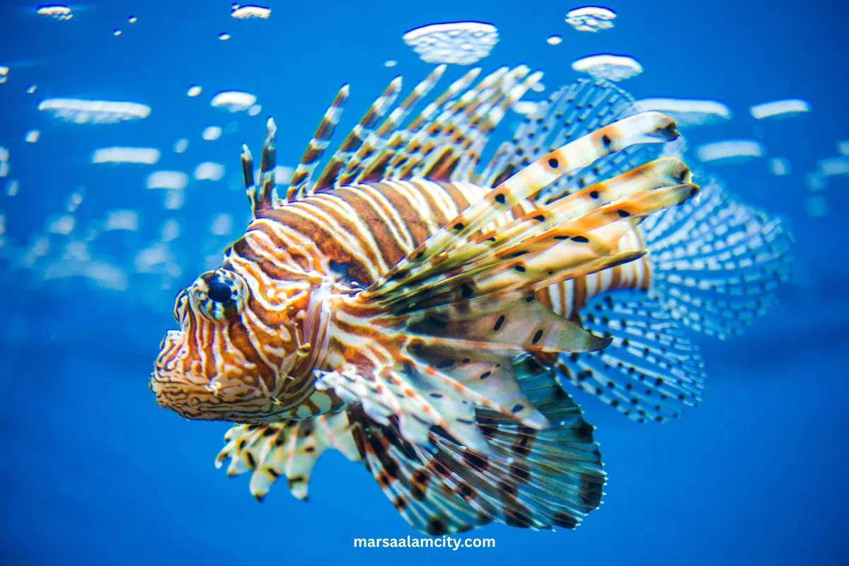 Top Fish in the Red Sea for Snorkeling and Diving Adventures 6 Lionfish