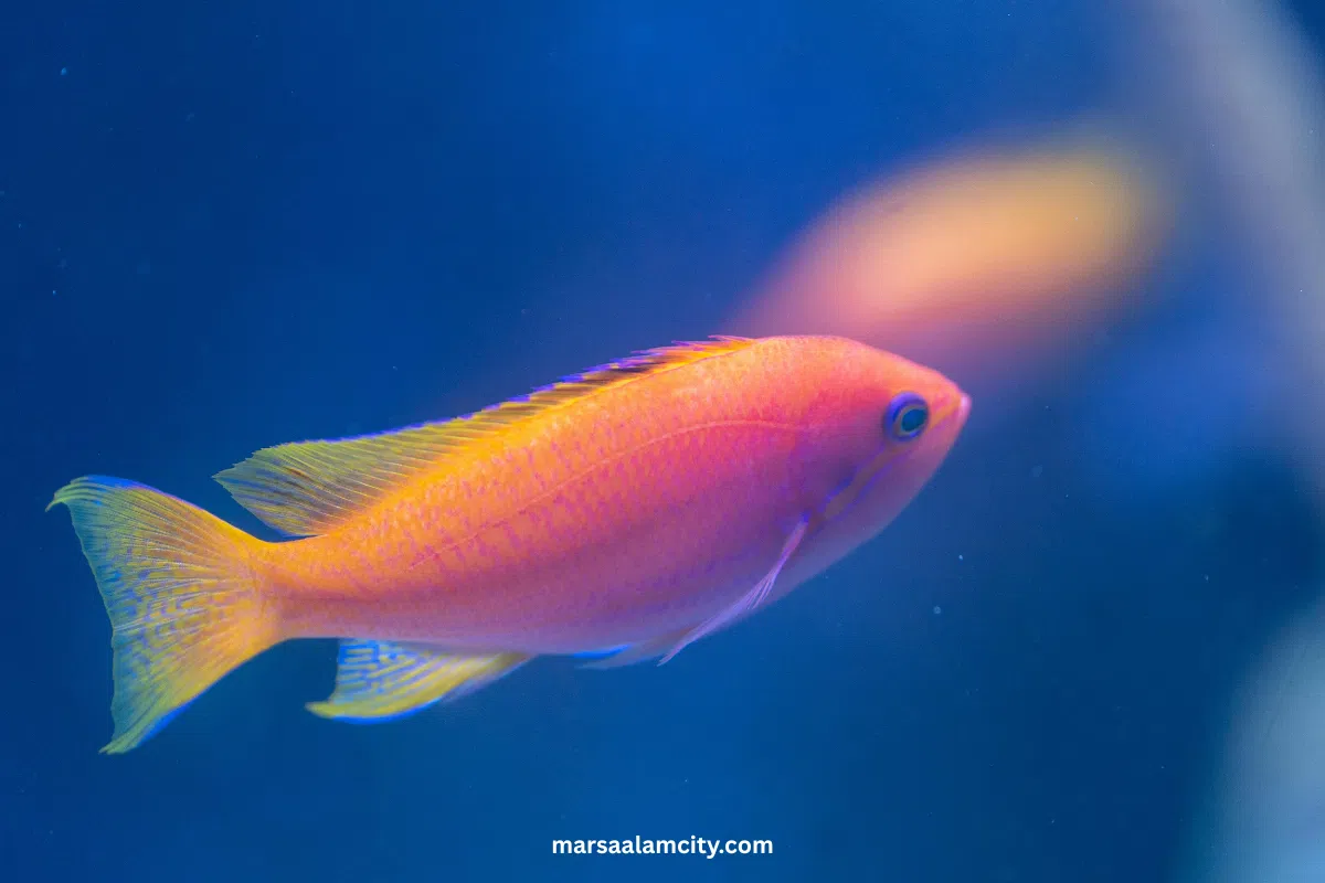 Top Fish in the Red Sea for Snorkeling and Diving Adventures 11 Lyretail Anthias
