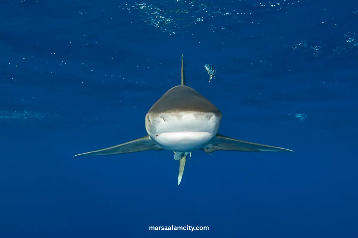 The Most 7 dangerous sharks in the Red Sea 4 Oceanic whitetip sharks