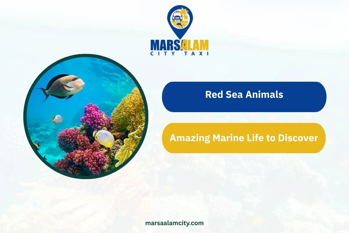 Red Sea Animals