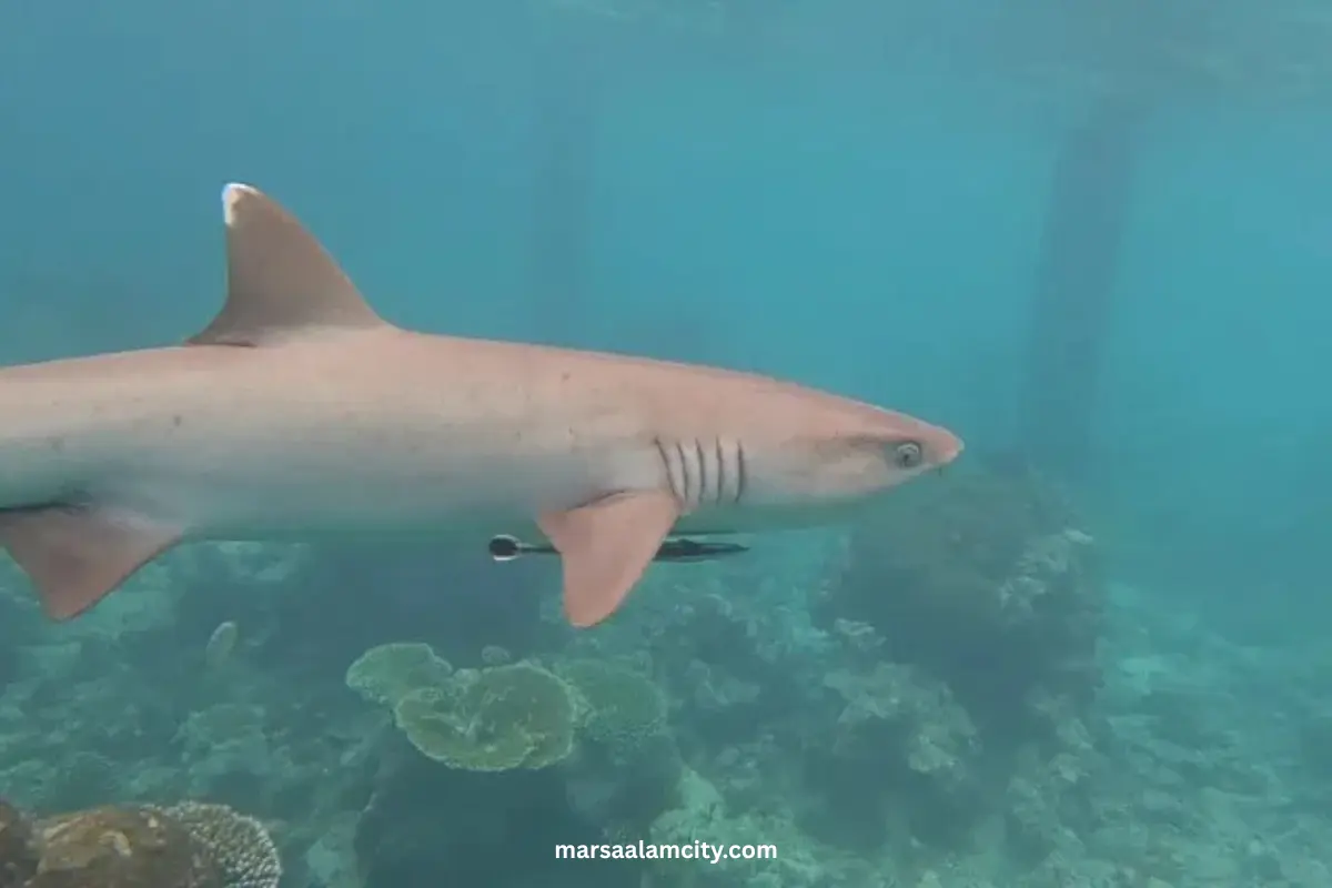 The Most 7 dangerous sharks in the Red Sea 2 Reef sharks