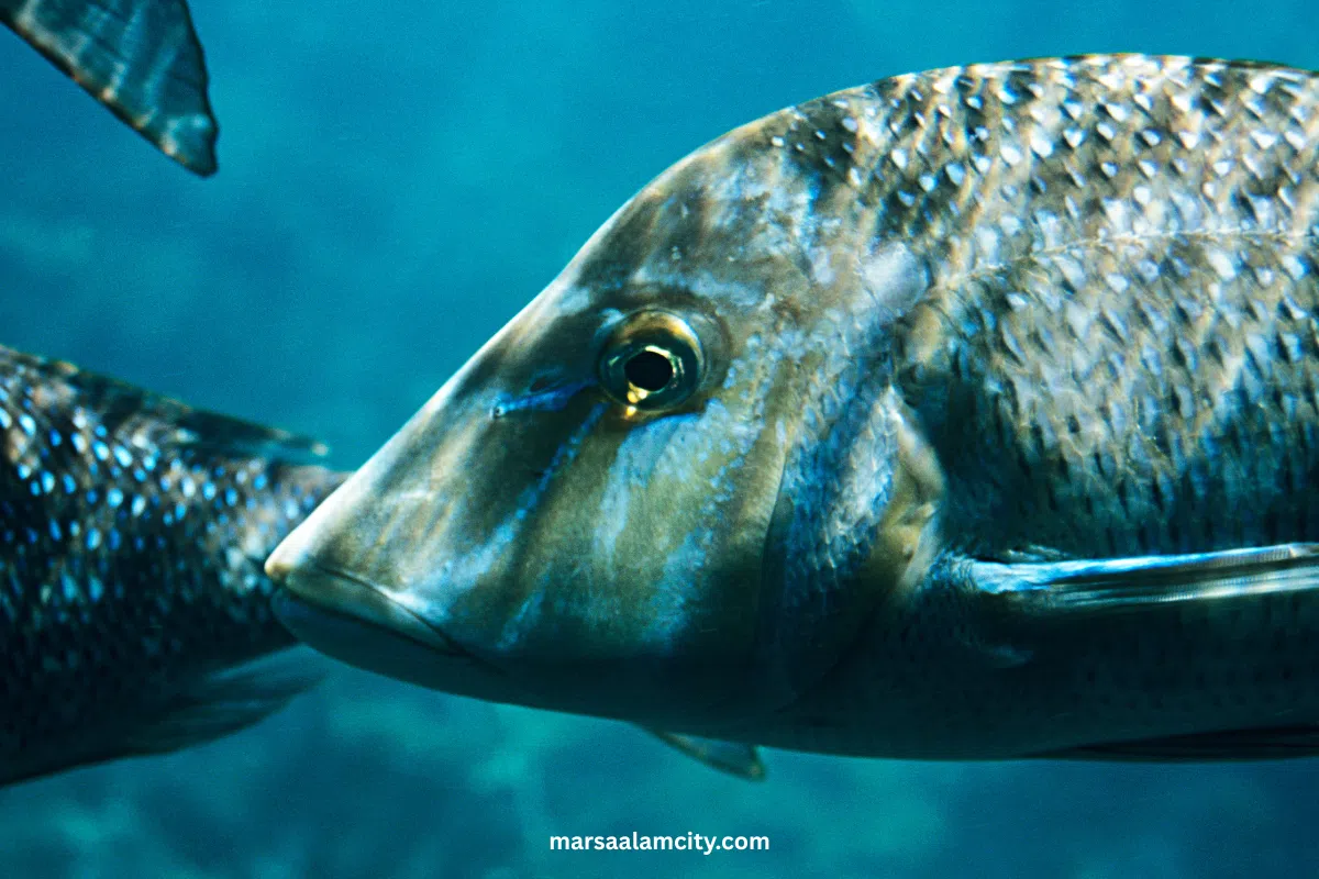 Top Fish in the Red Sea for Snorkeling and Diving Adventures 17 SPANGLED EMPEROR