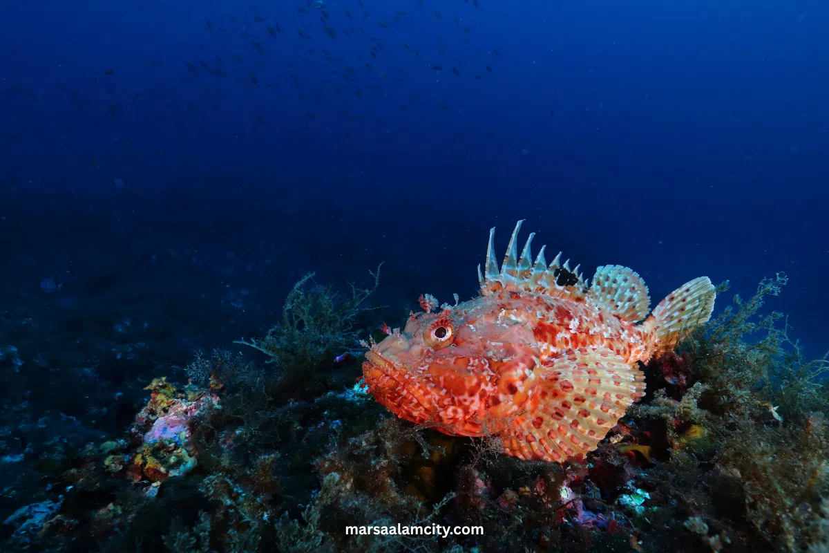 Top Fish in the Red Sea for Snorkeling and Diving Adventures 7 Scorpionfish