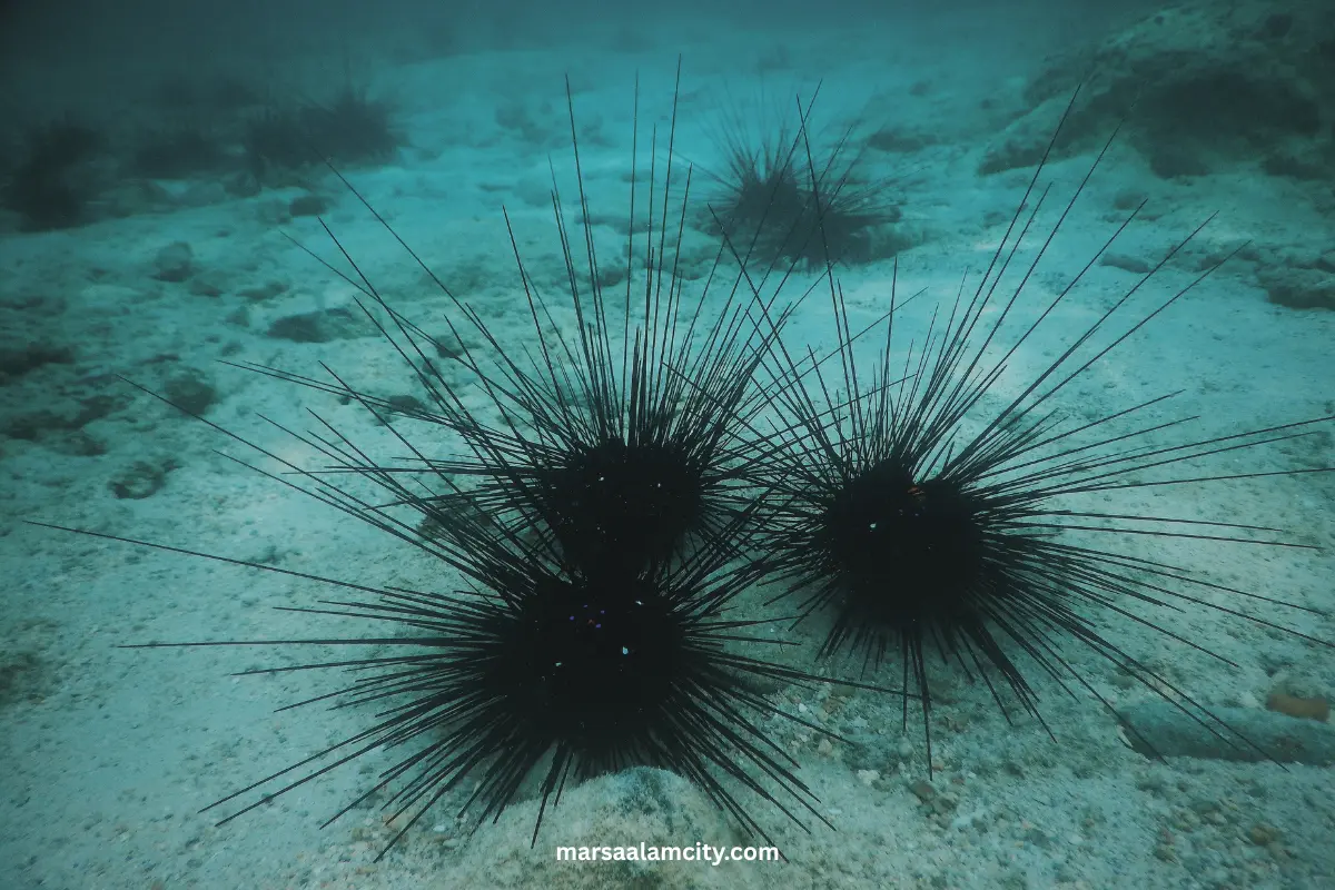 Red Sea Animals: Amazing Marine Life to Discover 5 Sea Urchins