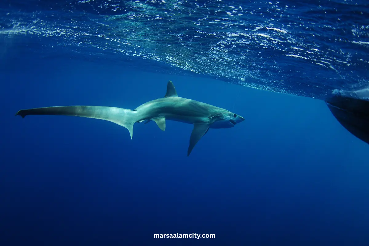 The Most 7 dangerous sharks in the Red Sea 8 Thresher sharks