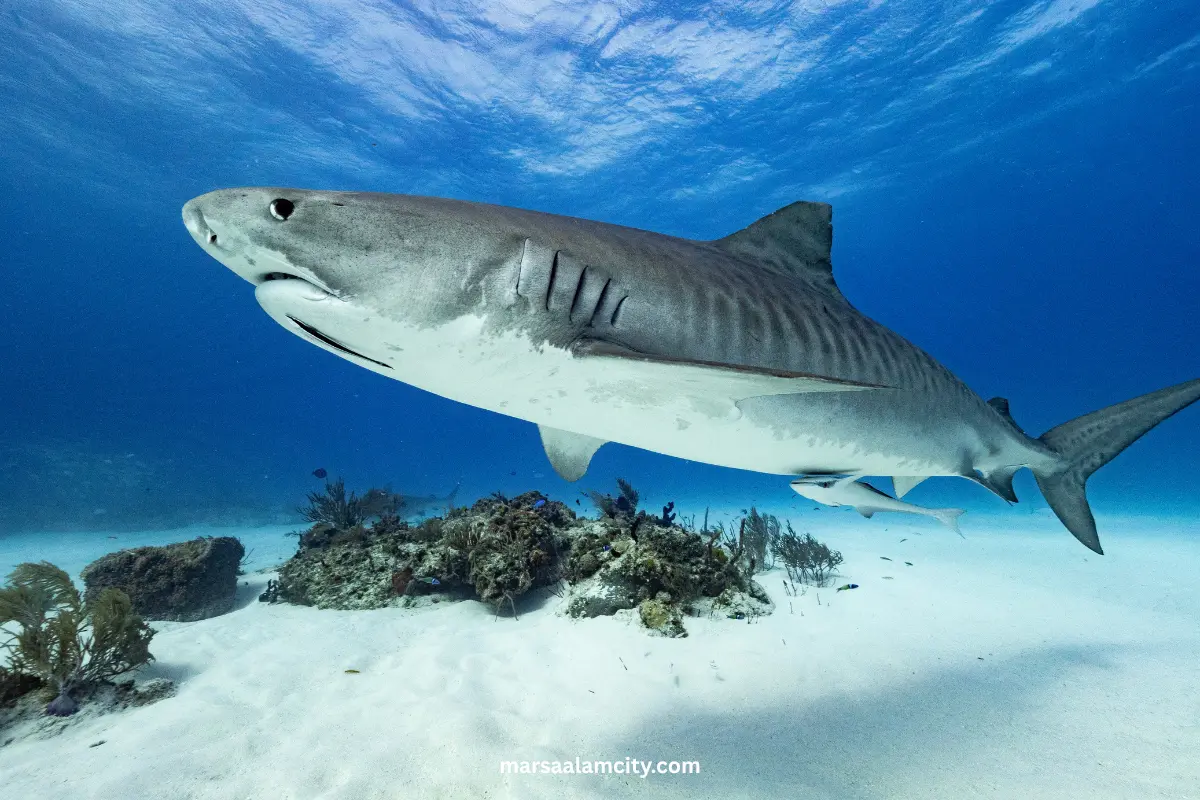 The Most 7 dangerous sharks in the Red Sea 5 Tiger sharks