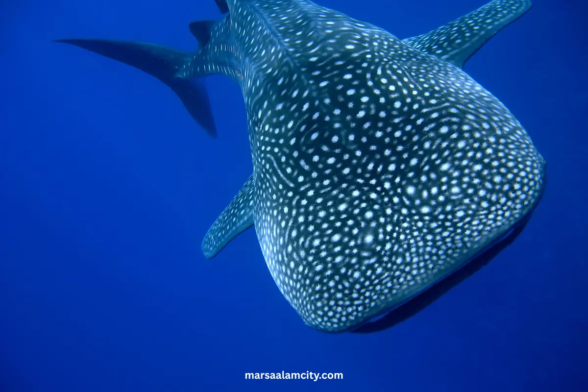 The Most 7 dangerous sharks in the Red Sea 6 Whale sharks