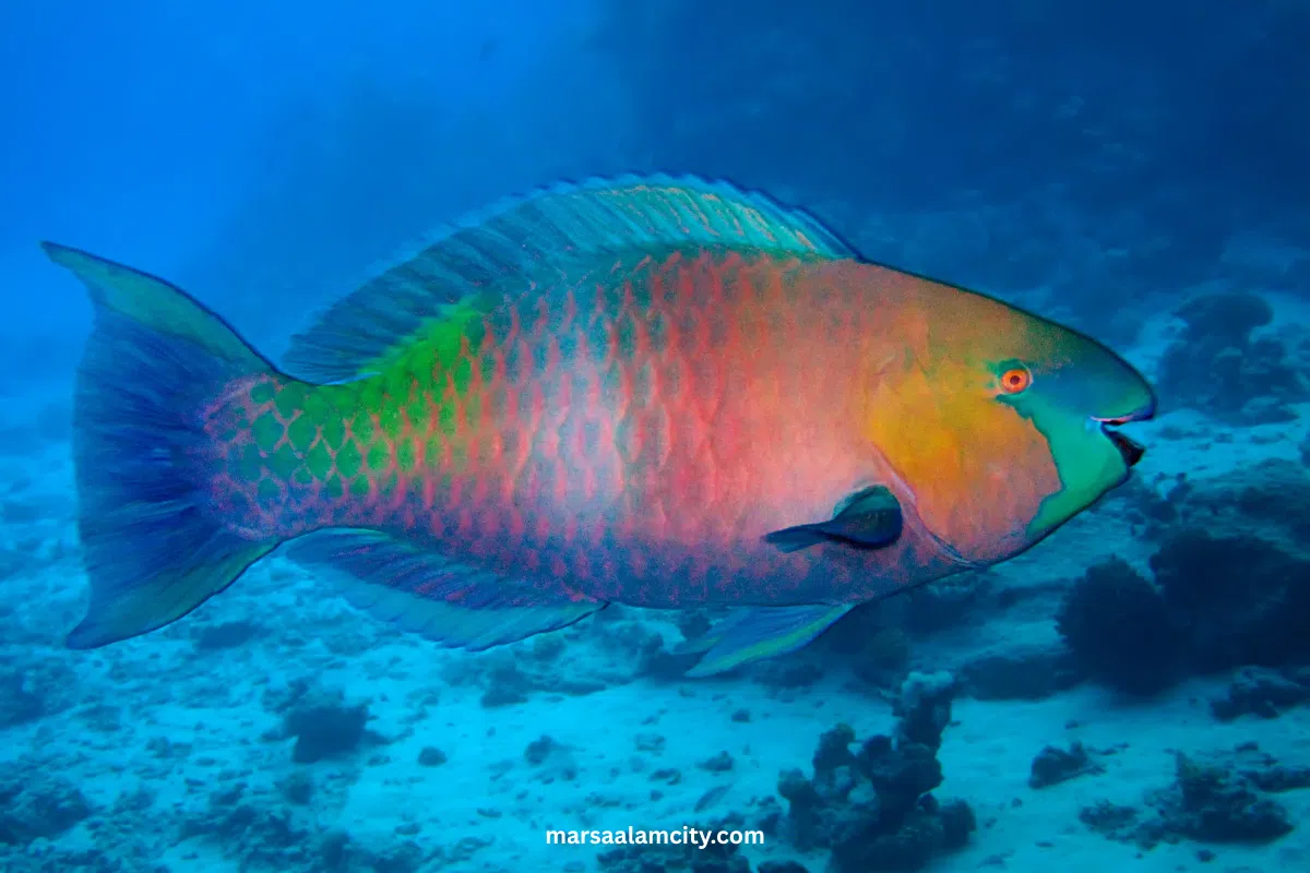 Top Fish in the Red Sea for Snorkeling and Diving Adventures 16 fish in the red sea