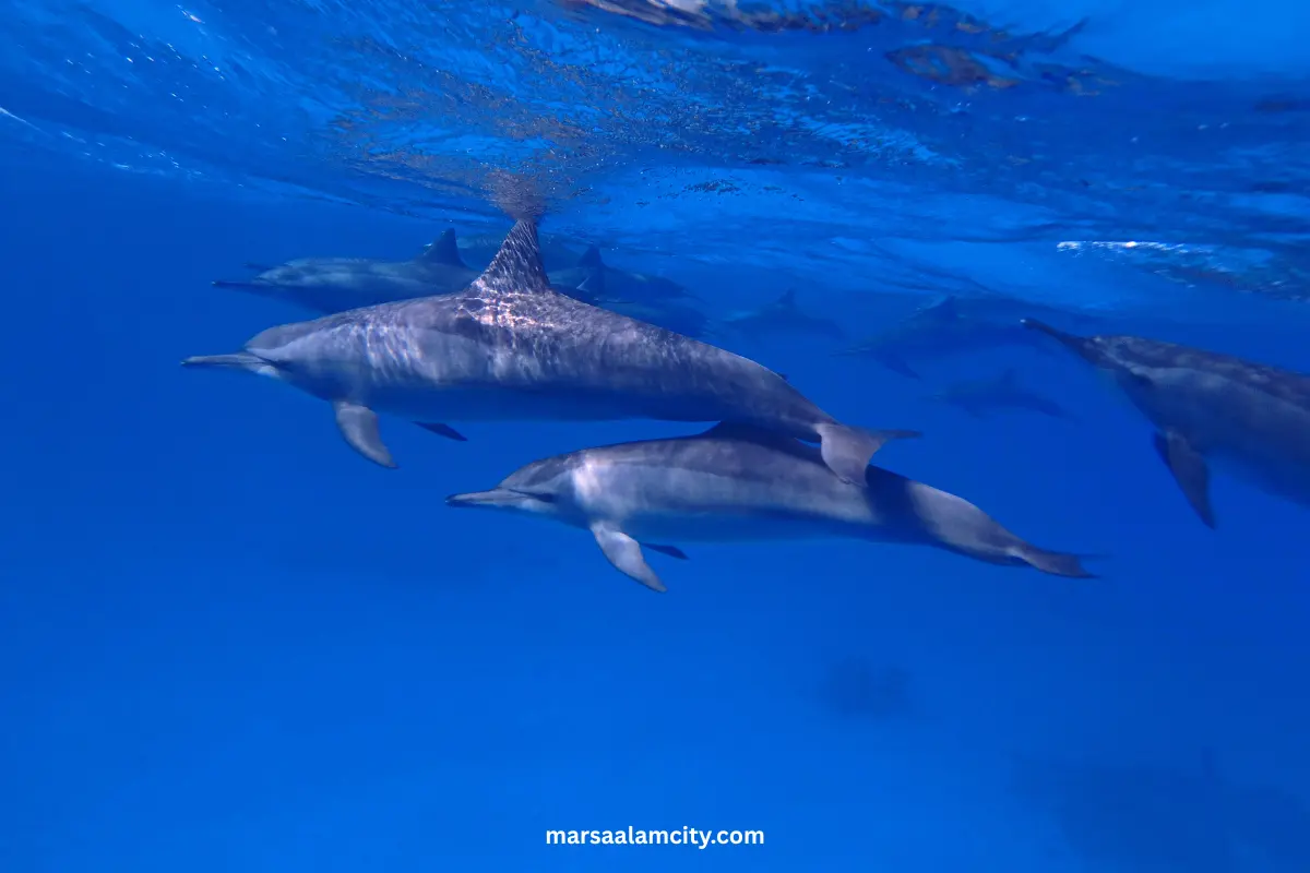 Diving Marsa Alam Egypt Guide 2 Diving Marsa Alam Egypt