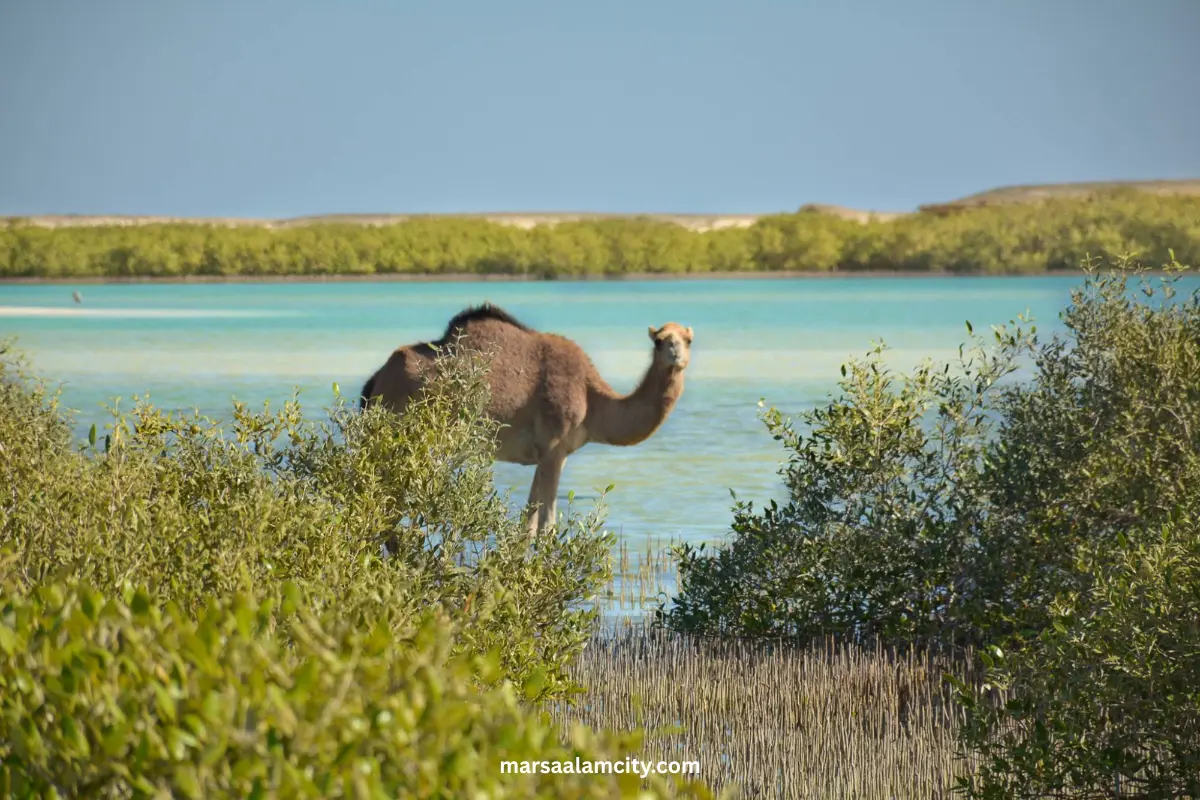 Explore Wadi Gimal: National Park, Trips, and Camping Tips 2 Wadi Gimal