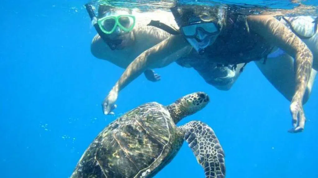 Marsa Mubarak Snorkeling Trip: Swim with Dugongs and Giant Turtles 2026 2 Marsa Mubarak Snorkeling Trip