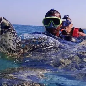 Marsa Mubarak Snorkeling Trip