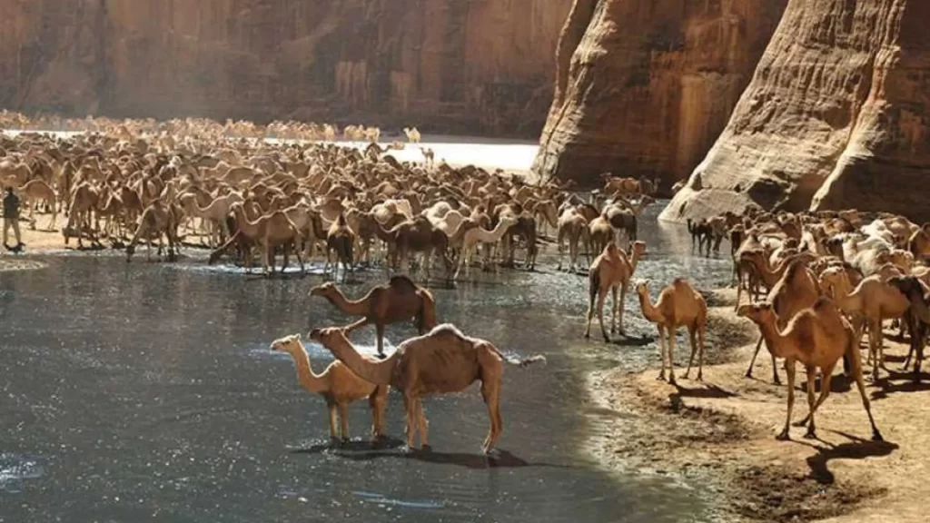 Safari in Wadi El Gemal National Park: The Guide to Egypt’s Valley of the Camels 2026 2 Safari in Wadi El Gemal National Park